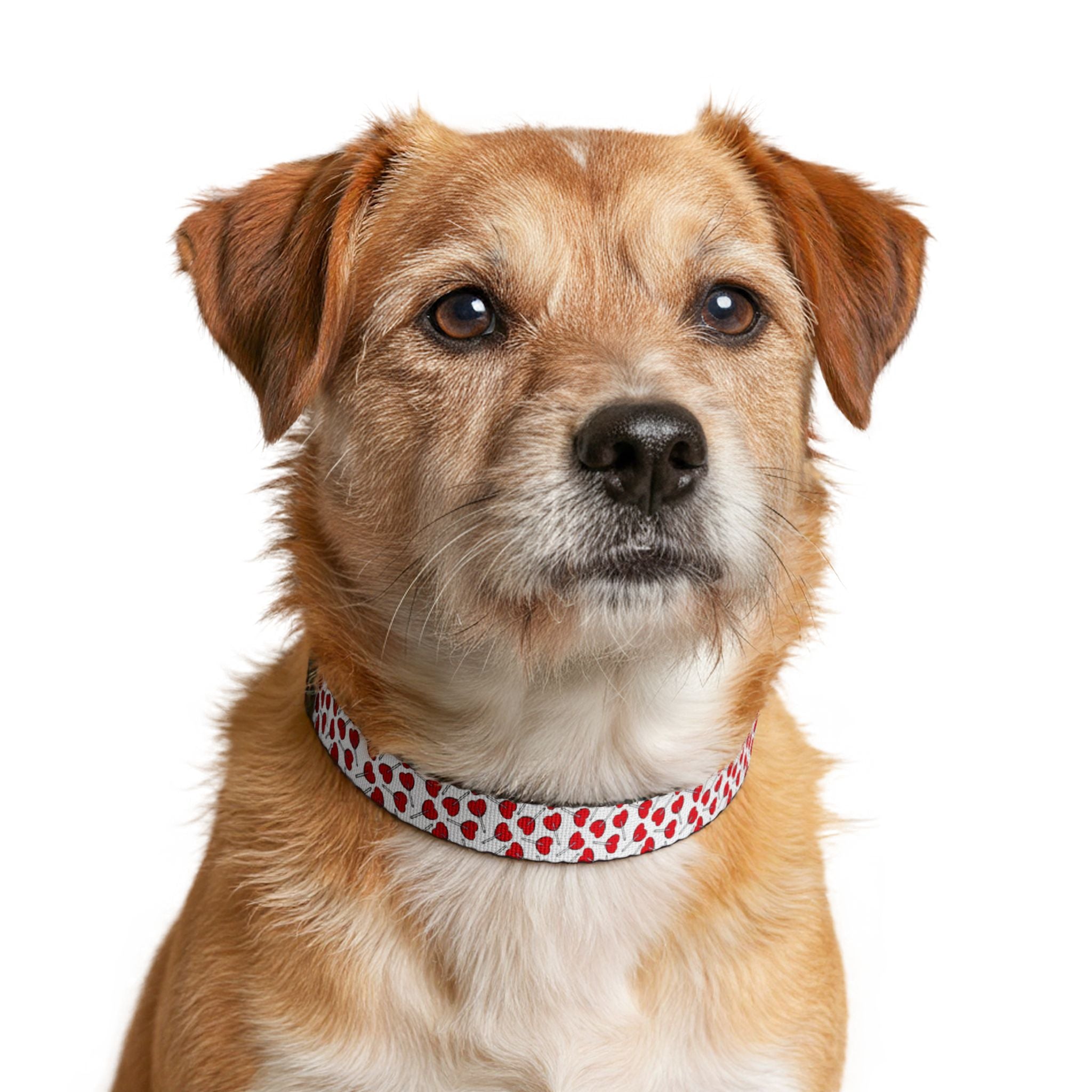 Luna Heart Dot Pet Collar